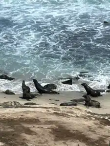 Seals resting on a sandy beach near the ocean, with waves breaking on rocks in the background.