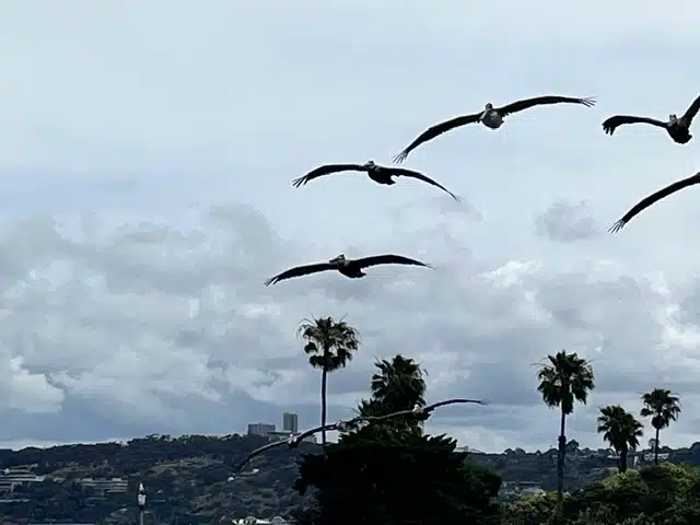 Group of seabirds flying over palm trees and a coastal landscape under a cloudy sky.