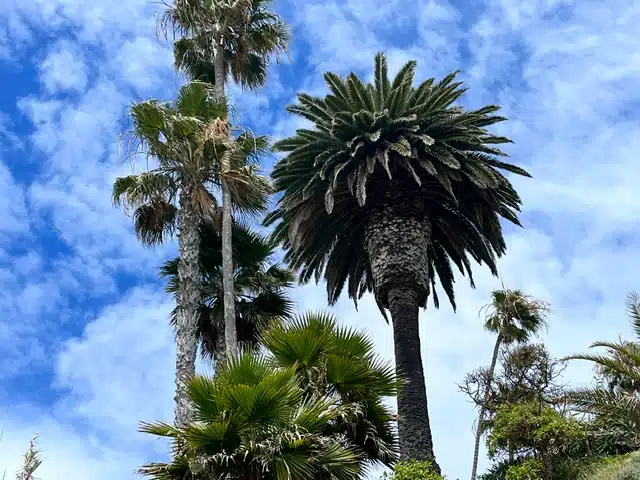 Tall palm trees with textured trunks and lush fronds against a bright blue sky, with a variety of palm species nearby.
