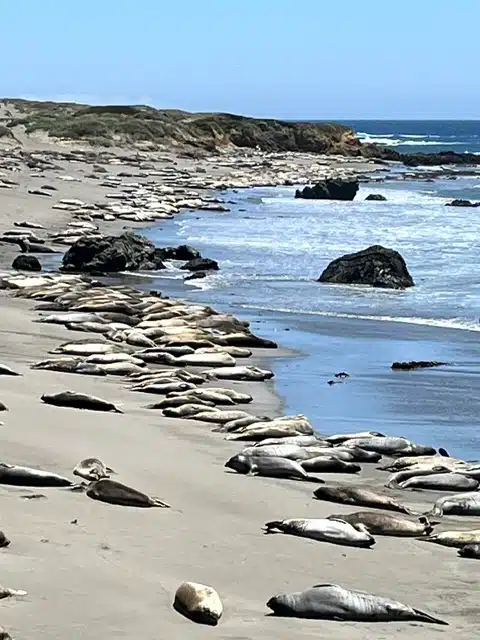 Seals sunning themselves along a sandy beach with rocks and gentle waves under a clear blue sky.