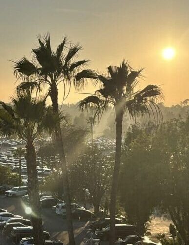 Sunset over a parking lot with tall palm trees silhouetted against a golden sky with warm light.