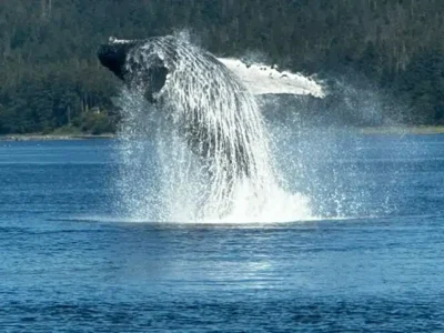Humpback - TruFlex Media Humpback whale breaching from the water with a dramatic splash.